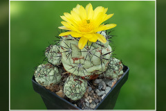 Ortegocactus macdougallii