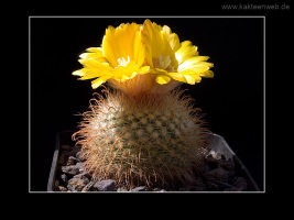 Parodia aureispina