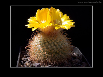 Parodia aureispina
