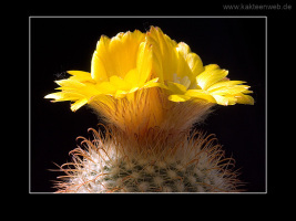 Parodia aureispina