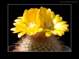Parodia aureispina