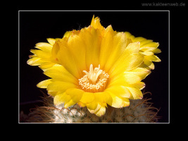 Parodia aureispina