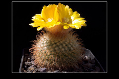 Parodia aureispina