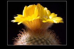 Parodia aureispina