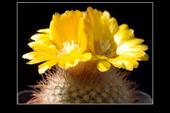 Parodia aureispina