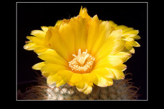 Parodia aureispina