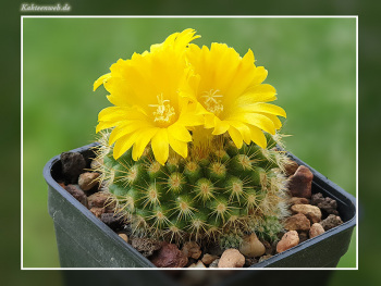 Parodia saint-pieana
