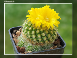 Parodia saint-pieana