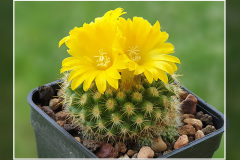 Parodia saint-pieana