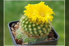 Parodia saint-pieana
