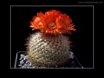 Parodia sanguiniflora Parodia sanguiniflora