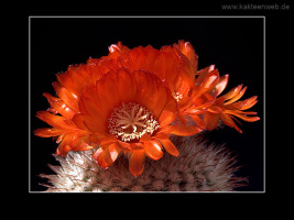 Parodia sanguiniflora