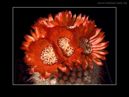 Parodia sanguiniflora