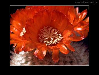 Parodia sanguiniflora Parodia sanguiniflora