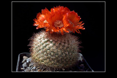 Parodia sanguiniflora