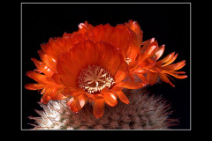 Parodia sanguiniflora