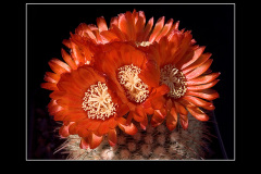 Parodia sanguiniflora