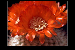 Parodia sanguiniflora