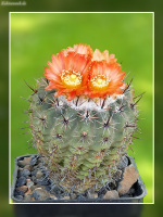 Parodia subterranea R 309