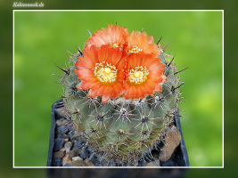 Parodia subterranea R 309