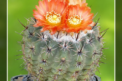Parodia subterranea R 309