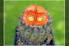 Parodia subterranea R 309