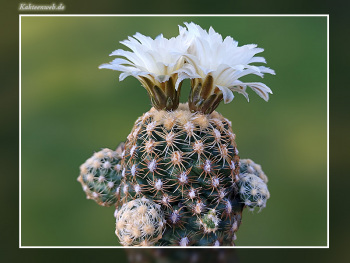 Pediocactus bradyi SB 470