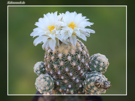 Pediocactus bradyi SB 470