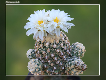 Pediocactus bradyi SB 470