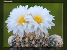 Pediocactus bradyi SB 470