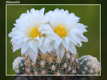 Pediocactus bradyi SB 470