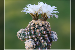 Pediocactus bradyi SB 470