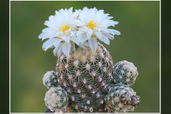 Pediocactus bradyi SB 470