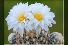 Pediocactus bradyi SB 470