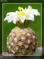 Pediocactus bradyi