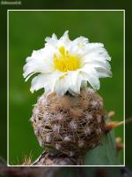 Pediocactus bradyi