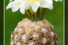 Pediocactus bradyi