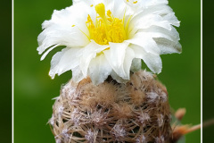 Pediocactus bradyi