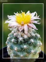 Pediocactus despainii Gl 406