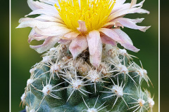 Pediocactus despainii Gl 406