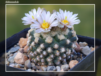 Pediocactus knowltonii