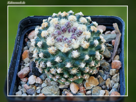 Pediocactus knowltonii