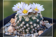 Pediocactus knowltonii