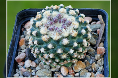Pediocactus knowltonii