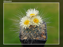Pediocactus paradinei SB 502