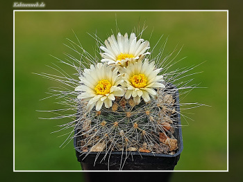 Pediocactus paradinei SB 502