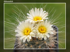 Pediocactus paradinei SB 502