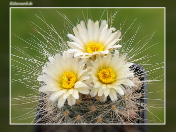Pediocactus paradinei SB 502