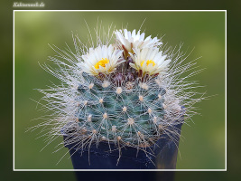 Pediocactus paradinei SB 502
