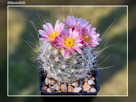 Pediocactus pardinei fh 052.5